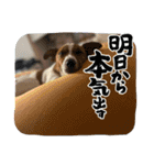 Jack_Russell_Terrier_10（個別スタンプ：11）