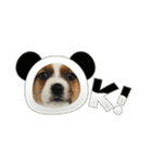 Jack_Russell_Terrier_10（個別スタンプ：12）