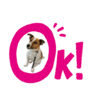 Jack_Russell_Terrier_10（個別スタンプ：15）