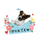 Jack_Russell_Terrier_10（個別スタンプ：20）