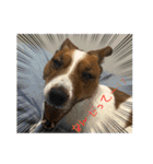 Jack_Russell_Terrier_10（個別スタンプ：21）