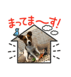 Jack_Russell_Terrier_10（個別スタンプ：23）