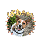 Jack_Russell_Terrier_10（個別スタンプ：24）