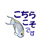 小笠原.ダイビング・魚.大文字（個別スタンプ：31）