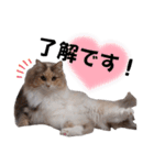 チャチャ、時々ココ（個別スタンプ：7）