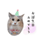 チャチャ、時々ココ（個別スタンプ：29）