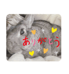 ぐーたんぷう（個別スタンプ：4）