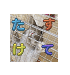 ぐーたんぷう（個別スタンプ：9）