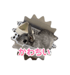 ぐーたんぷう（個別スタンプ：11）