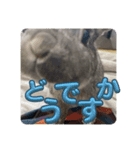 ぐーたんぷう（個別スタンプ：12）