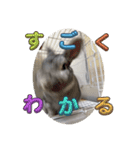 ぐーたんぷう（個別スタンプ：15）
