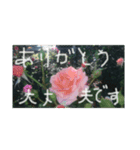 薔薇公園（個別スタンプ：5）