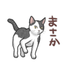 ぶち猫（白黒猫）スタンプ【常用】（個別スタンプ：8）