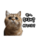 毎日使える猫ミーム【韓国語・ハングル】（個別スタンプ：2）