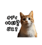 毎日使える猫ミーム【韓国語・ハングル】（個別スタンプ：7）