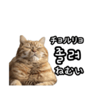 毎日使える猫ミーム【韓国語・ハングル】（個別スタンプ：11）