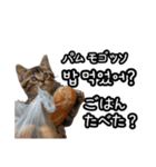 毎日使える猫ミーム【韓国語・ハングル】（個別スタンプ：16）