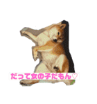 柴犬はっちゃんスタンプ4（個別スタンプ：2）