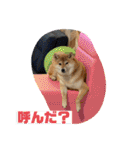 柴犬はっちゃんスタンプ4（個別スタンプ：9）