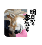 柴犬はっちゃんスタンプ4（個別スタンプ：14）