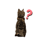 たぬきみたいな猫（個別スタンプ：2）