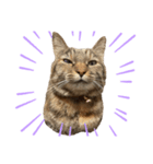 たぬきみたいな猫（個別スタンプ：3）