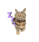 たぬきみたいな猫（個別スタンプ：4）