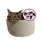 たぬきみたいな猫（個別スタンプ：5）