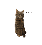 たぬきみたいな猫（個別スタンプ：6）