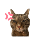 たぬきみたいな猫（個別スタンプ：7）