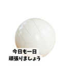 敬語バレーボール（個別スタンプ：11）