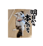 Gattoスタンプ（個別スタンプ：1）