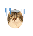 Gattoスタンプ（個別スタンプ：3）