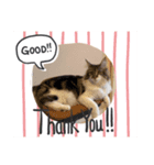 Gattoスタンプ（個別スタンプ：4）