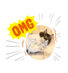 Gattoスタンプ（個別スタンプ：5）