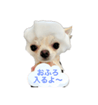 ロングコートチワワ(クリーム)の日常♪（個別スタンプ：6）