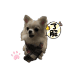 ロングコートチワワ(クリーム)の日常♪（個別スタンプ：8）