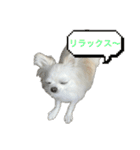 ロングコートチワワ(クリーム)の日常♪（個別スタンプ：13）