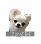 ロングコートチワワ(クリーム)の日常♪（個別スタンプ：21）