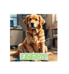 Golden Retriever ！（個別スタンプ：3）