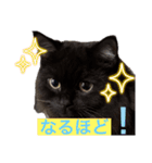 黒猫 ルナ院長 144にゃんめ（個別スタンプ：1）