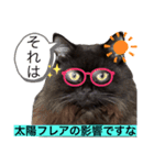 黒猫 ルナ院長 144にゃんめ（個別スタンプ：2）