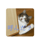 かわいいかわいちネオちゃん（個別スタンプ：6）