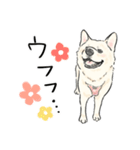 犬好き集合！！！かわいいワンちゃんズ♡（個別スタンプ：10）