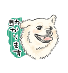 犬好き集合！！！かわいいワンちゃんズ♡（個別スタンプ：11）