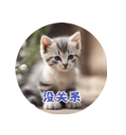 猫ちゃん中国語（個別スタンプ：4）