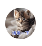 猫ちゃん中国語（個別スタンプ：7）