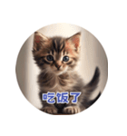 猫ちゃん中国語（個別スタンプ：40）