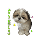 シーズーのボンちゃん（個別スタンプ：1）