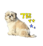シーズーのボンちゃん（個別スタンプ：4）